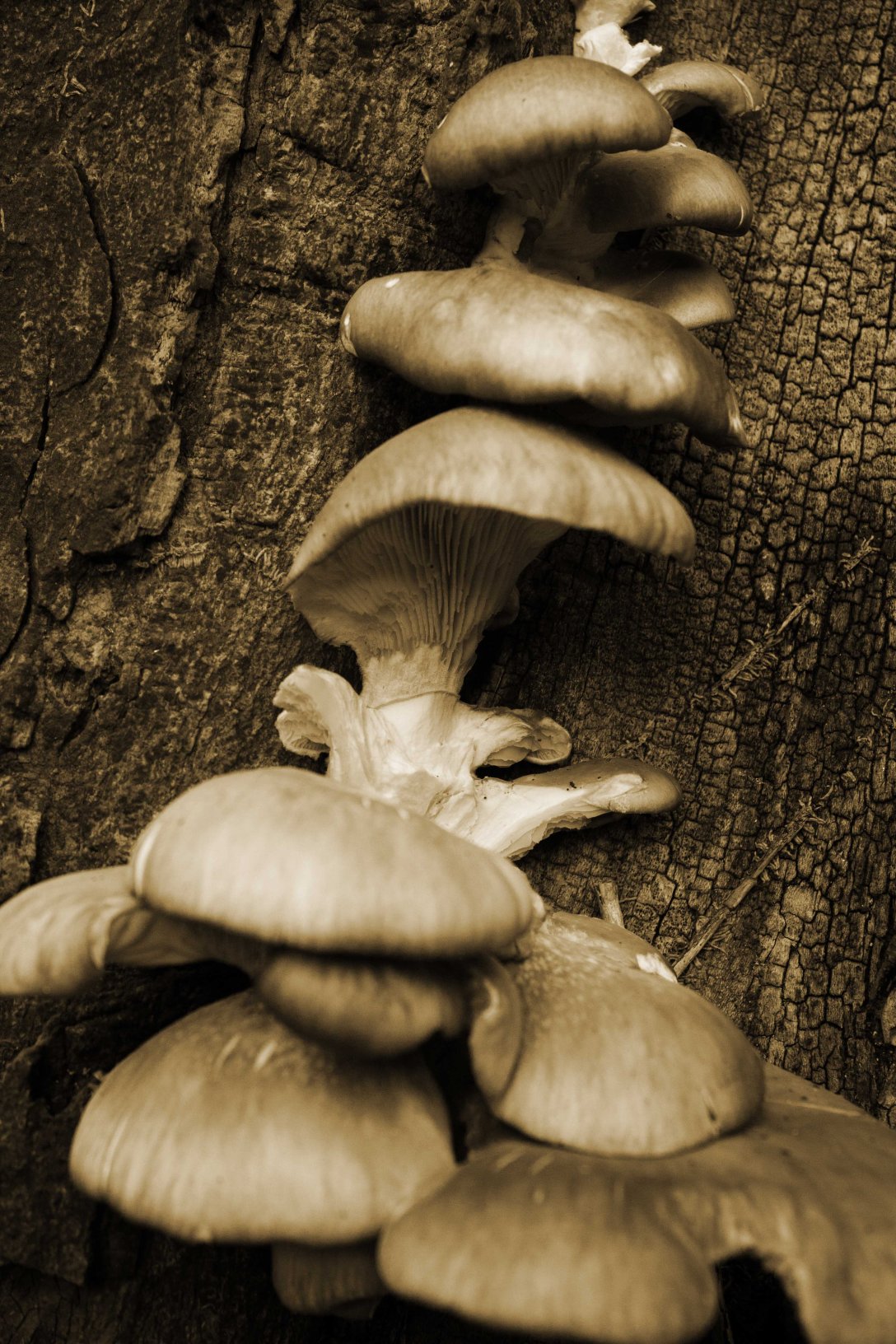 Fungi ladder