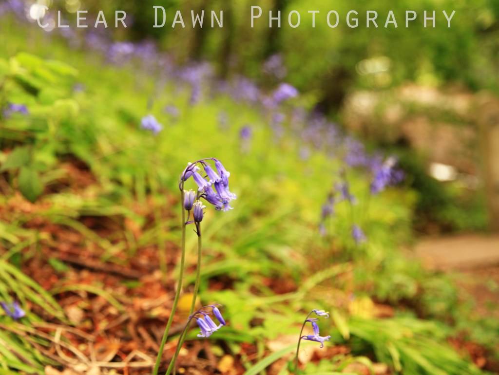 Bluebell. watermarked low res